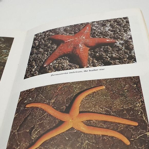 Seashore Life of Puget Sound The Strait of Georgia, and San Juan Archipelago - Picture 9 of 10